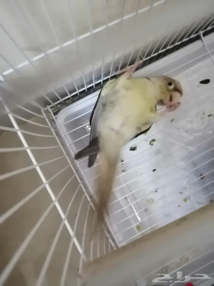 زوج كنيور تركواز أليف متكلم (تم البيع) 1