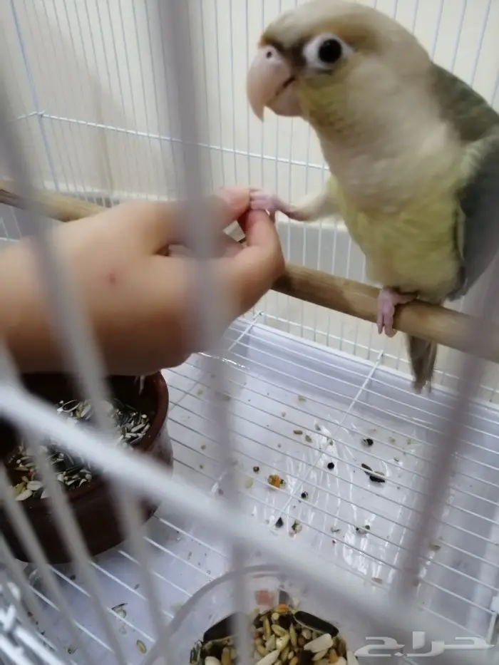 زوج كنيور تركواز أليف متكلم (تم البيع) 3