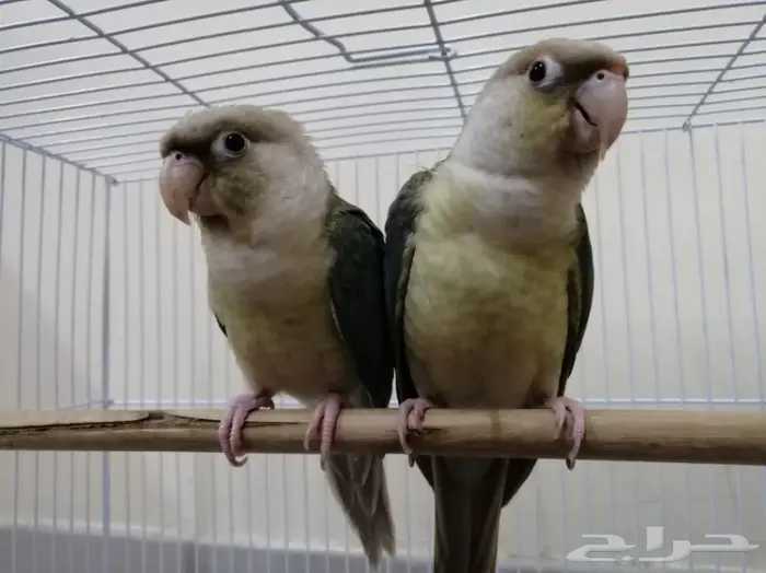 زوج كنيور تركواز أليف متكلم (تم البيع) 0