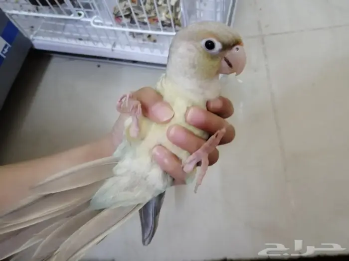 زوج كنيور تركواز أليف متكلم (تم البيع) 4