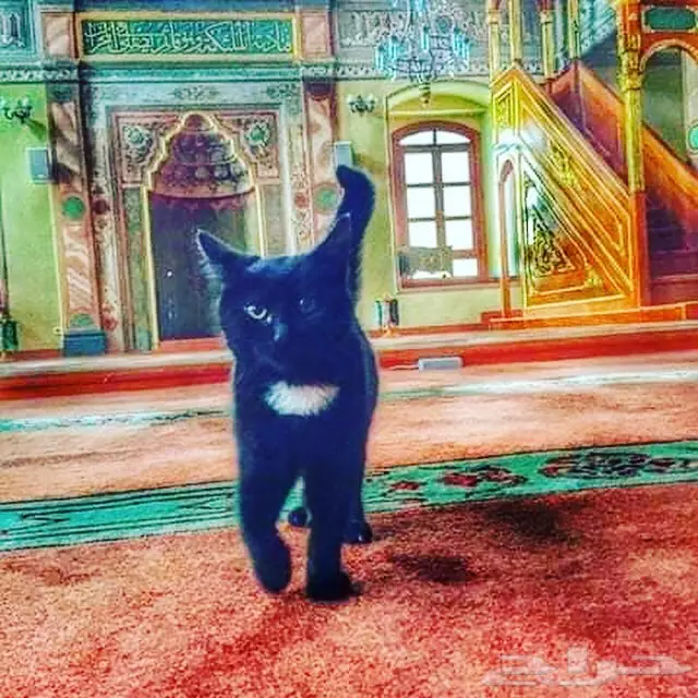 طبيب بيطري  4