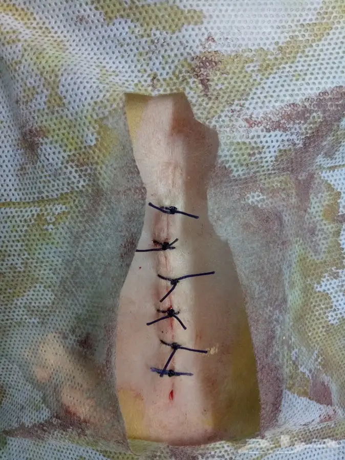 طبيب بيطري  1