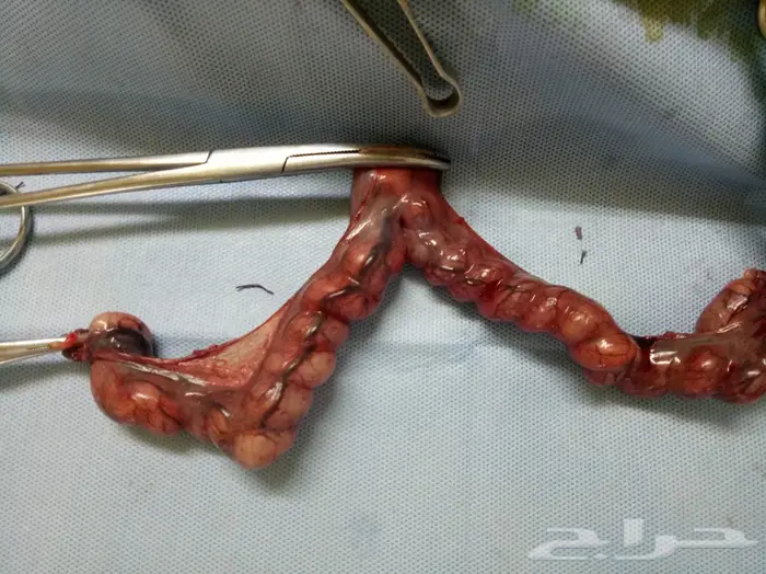 طبيب بيطري  0