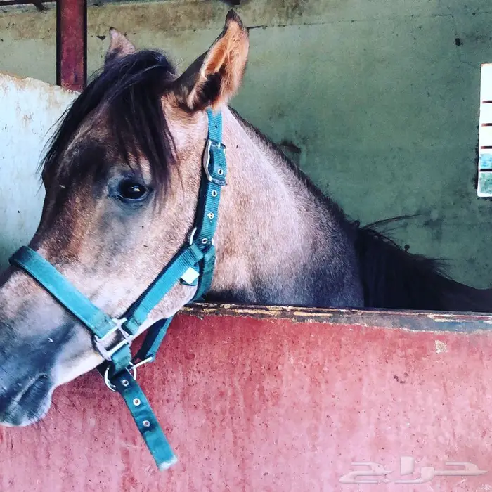 طبيب بيطري  3