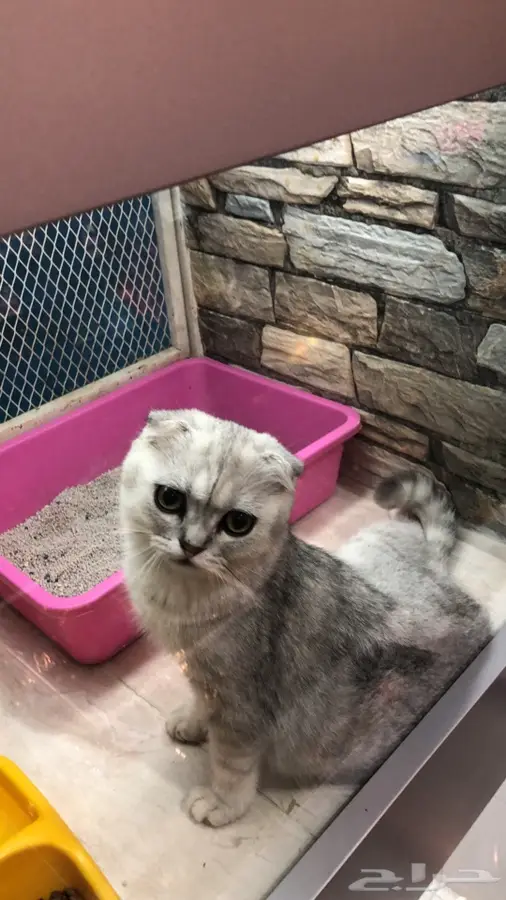 دكتور بيطري  3