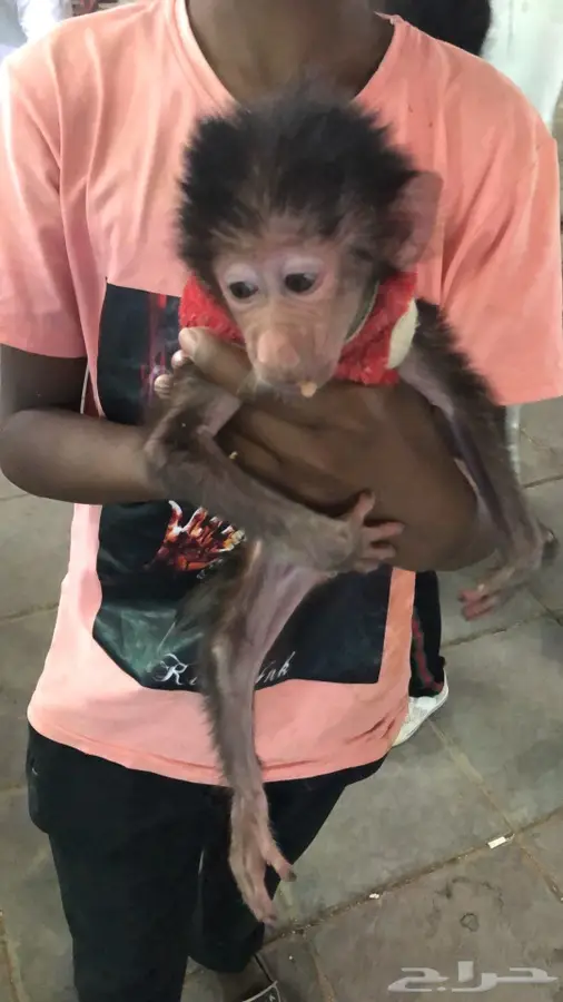 طبيب بيطري  9