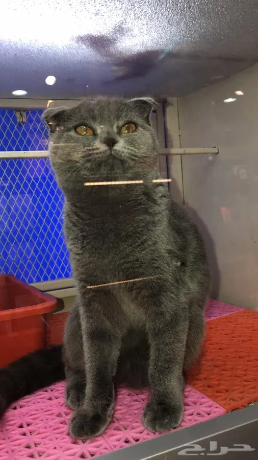 دكتور بيطري  6