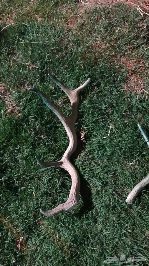 دكتور بيطري  2