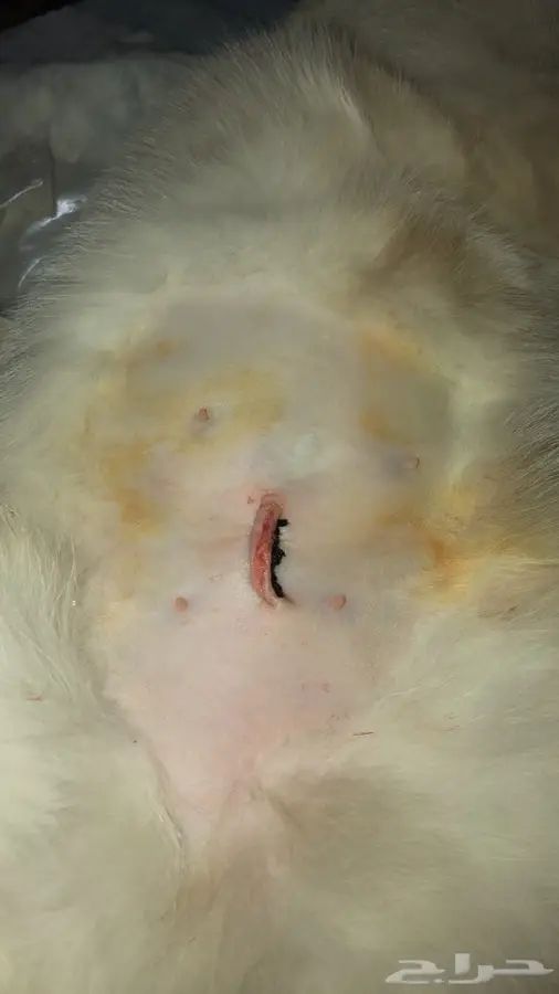 دكتور بيطري  9