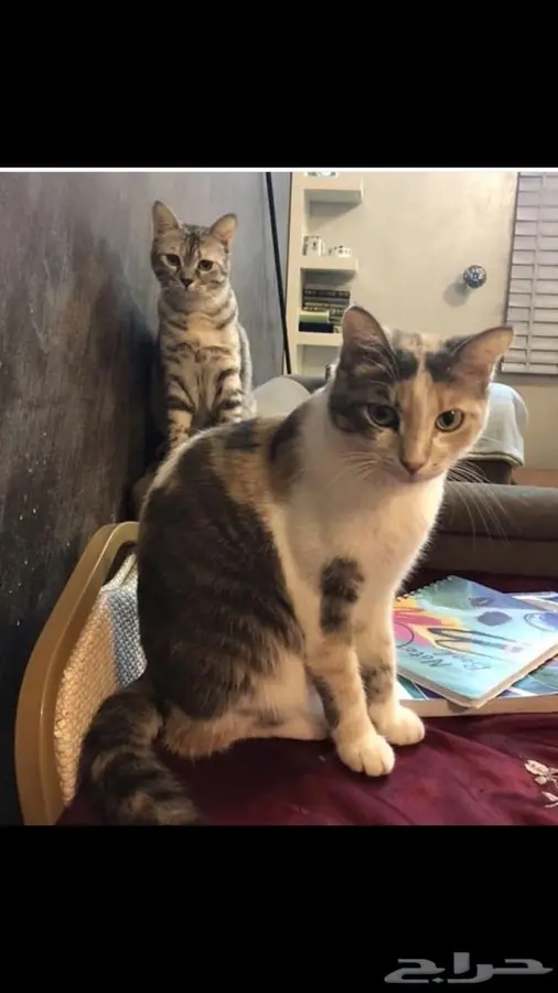 طبيب بيطري  8