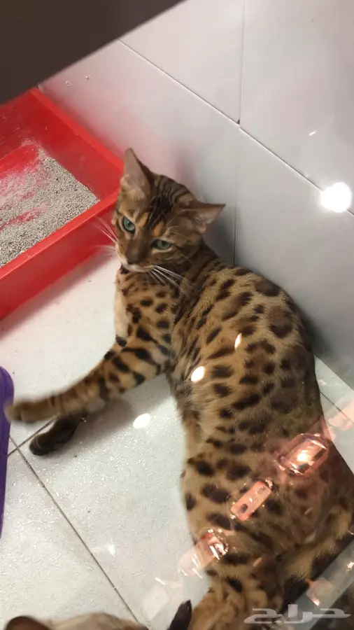 دكتور بيطري  4