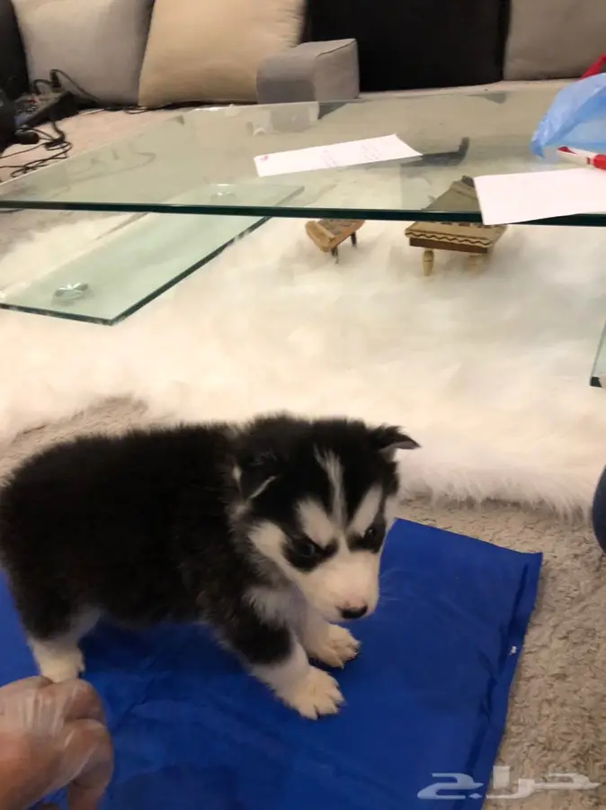 دكتور بيطري  5