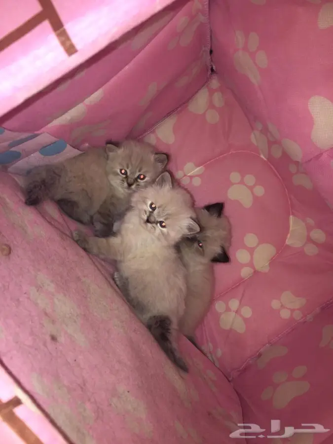 طبيب بيطري  5