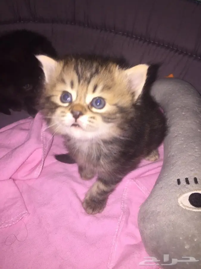 طبيب بيطري  6