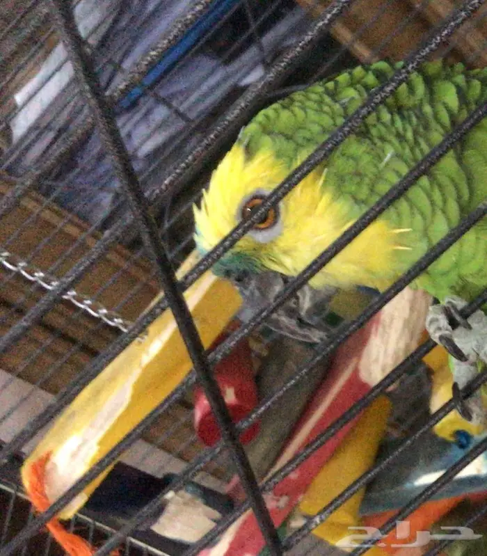 طبيب بيطري  7