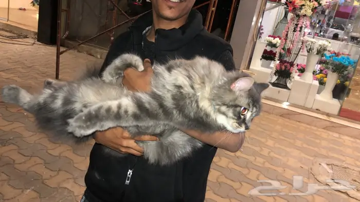 دكتور بيطري  1