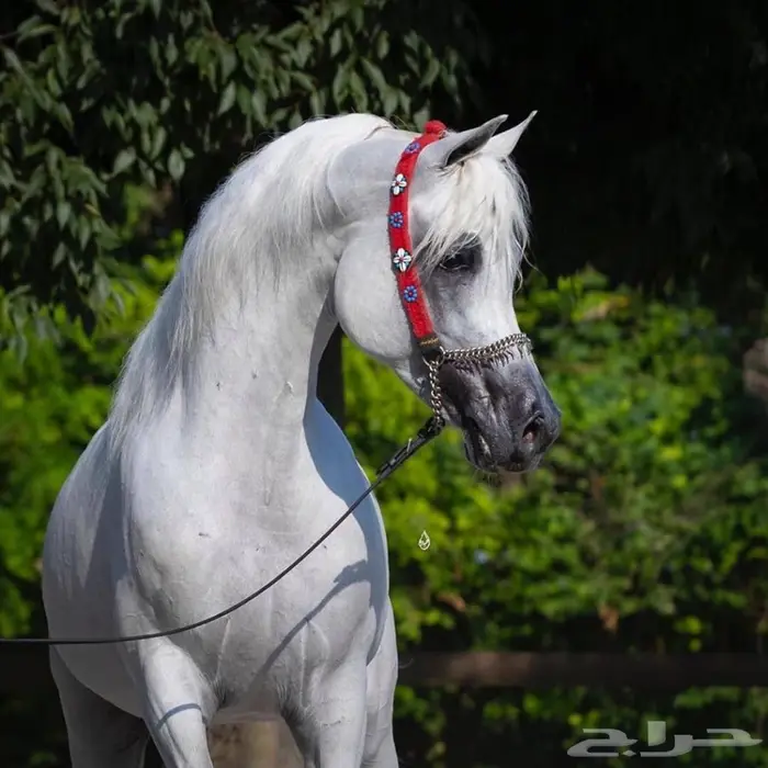 عسف خيل إيواء للخيول العربية الاصيله  0