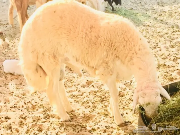 ذبايح واصله الى منزلك 36