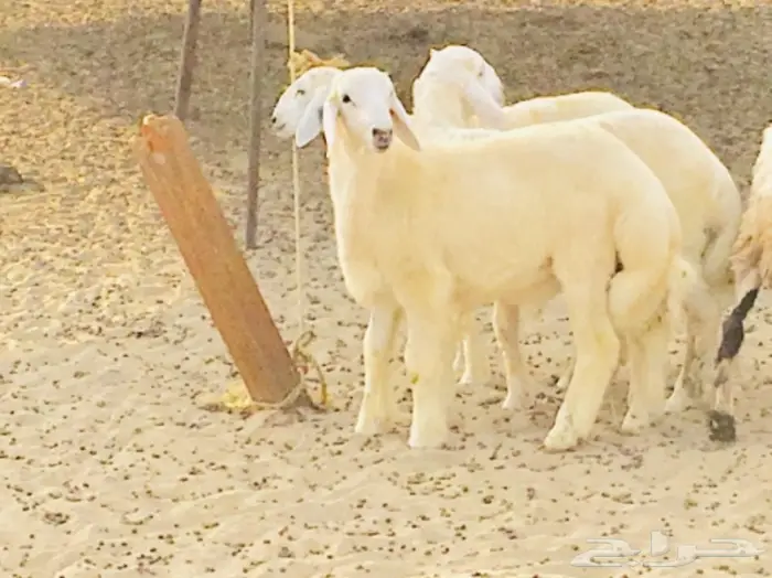 ذبايح واصله الى منزلك 37