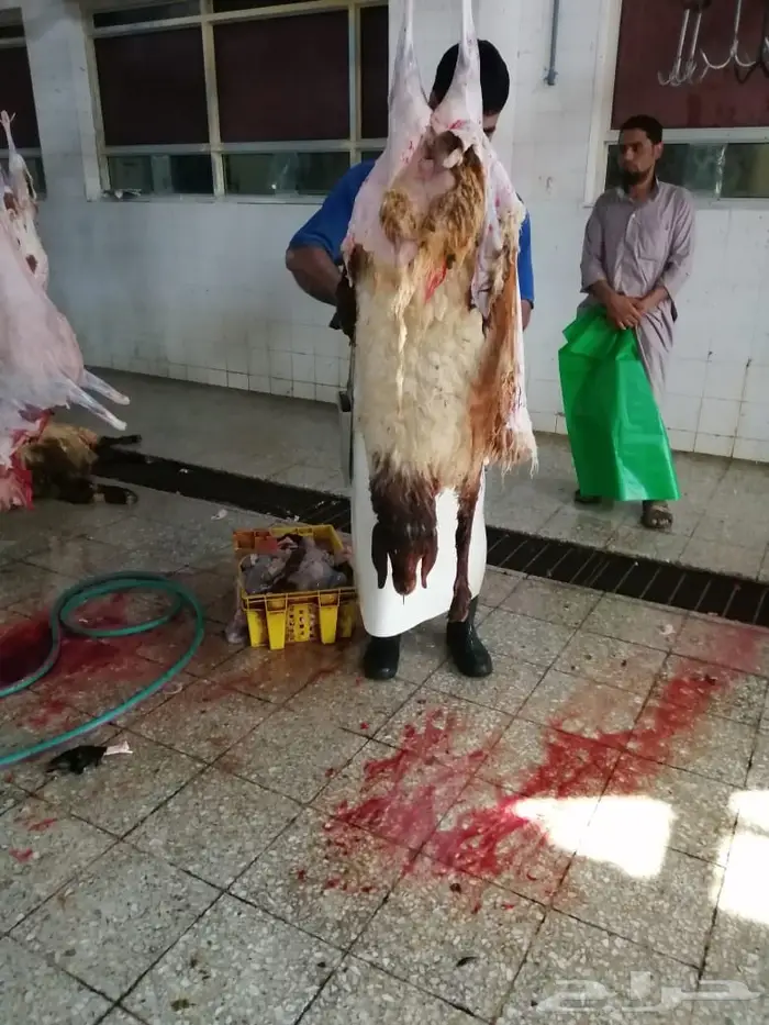 فن الخروف المشوي 4