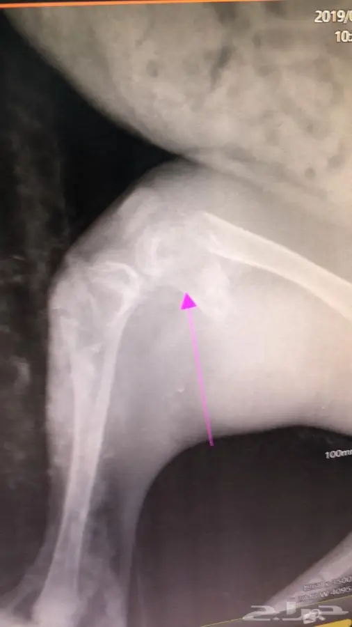 خدمات بيطرية 8