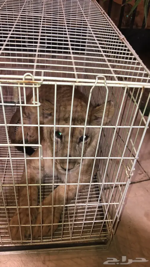 خدمات بيطرية 4