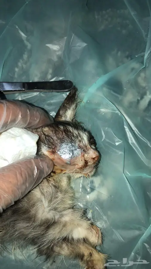 خدمات بيطرية 3