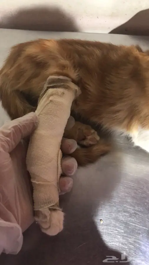 خدمات بيطرية 2