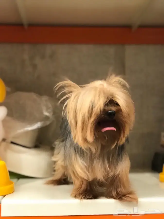 خدمات بيطرية 6