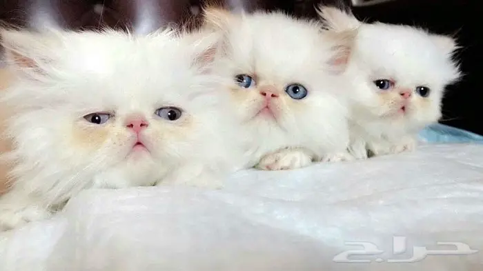 خدمات بيطرية 1