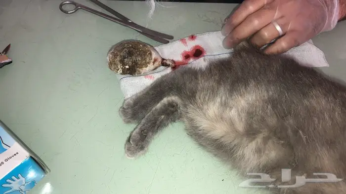 خدمات بيطرية 9