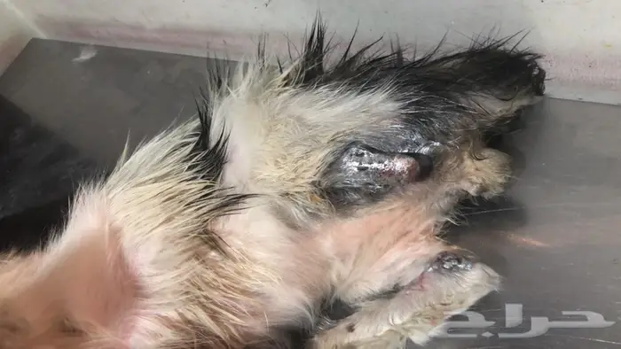 خدمات بيطرية 7