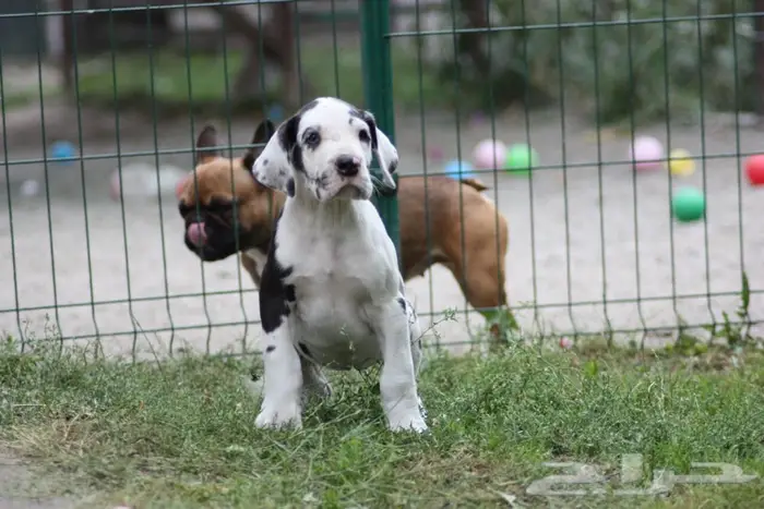 خدمات بيطرية 0