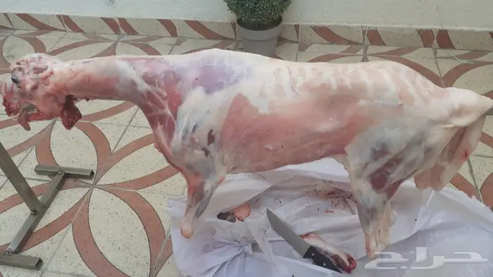 السيخ العثماني خروف مشوي على الجمر 7