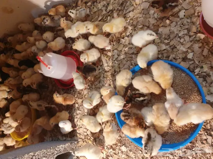 1500 جوز صوص  0