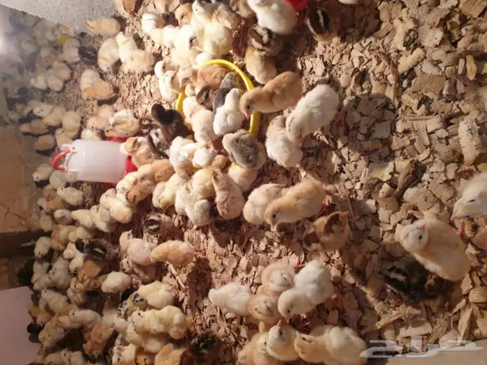 1500 جوز صوص  2