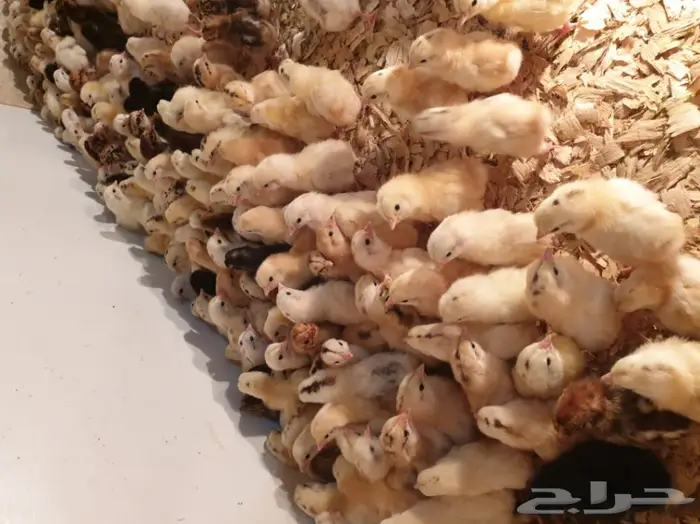 1500 جوز صوص  3