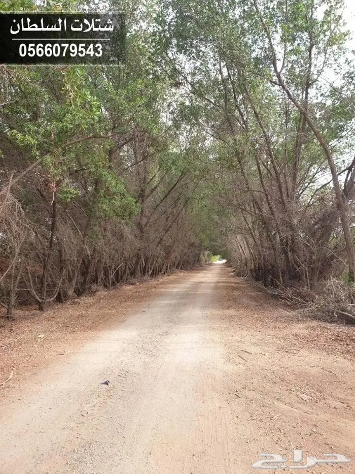 شتلات جديده على ريال ونصف. عبدالعزيز السلطان 2