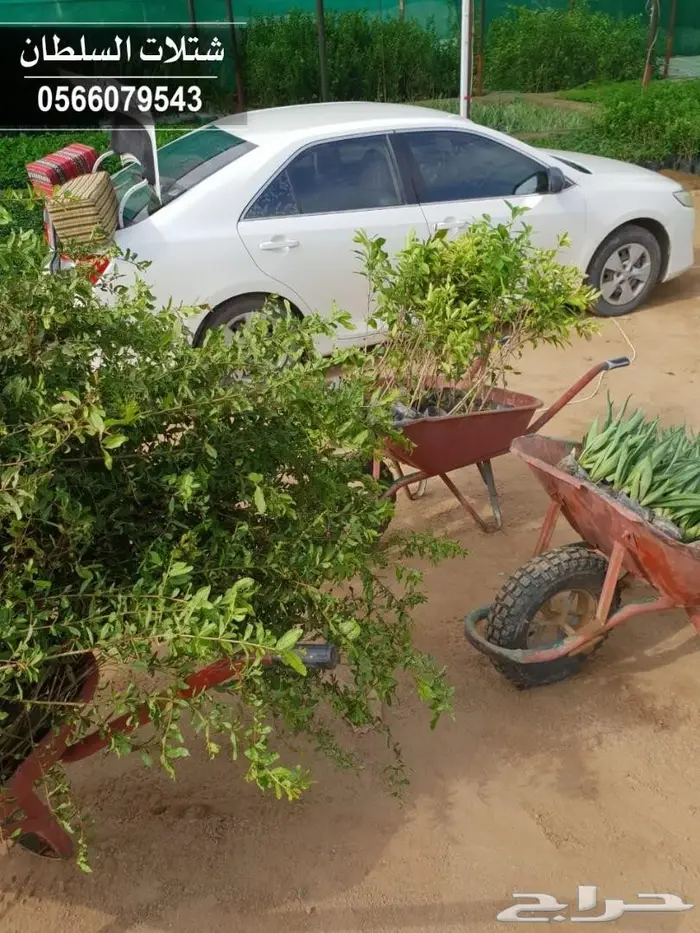 شتلات جديده على ريال ونصف. عبدالعزيز السلطان 6