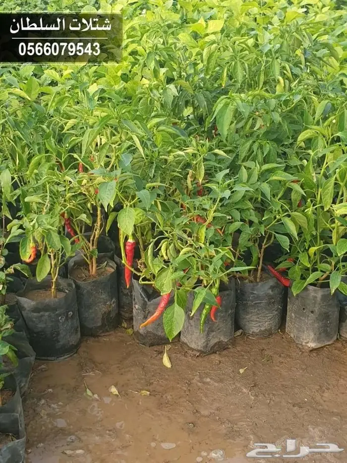 شتلات جديده على ريال ونصف. عبدالعزيز السلطان 59