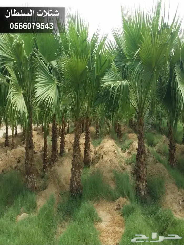 شتلات جديده على ريال ونصف. عبدالعزيز السلطان 82