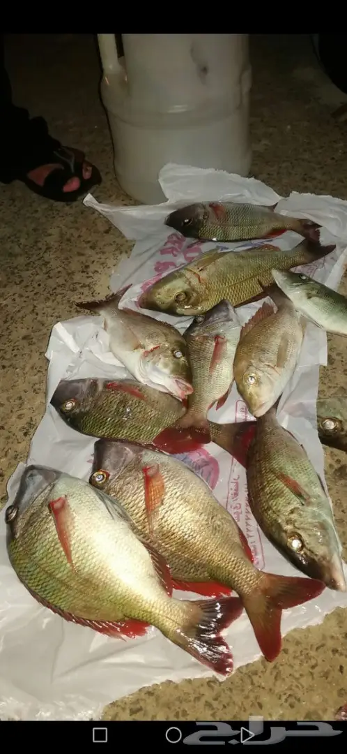 رحلة صيد بحرية بنظام الافراد بجازان 1