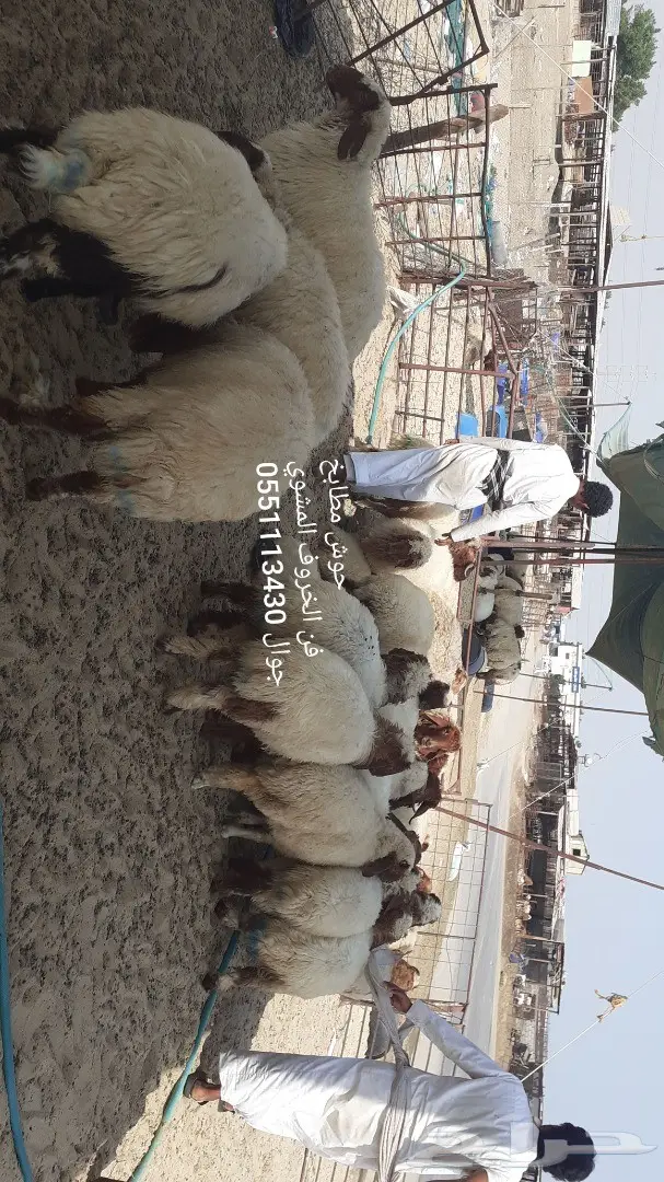 فن الخروف المشوي 9