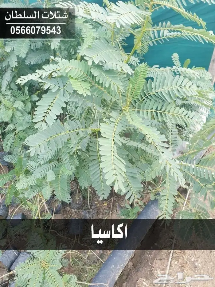شتلات زراعيه للبيع تبدأ من ريال ونصف للشتله  17