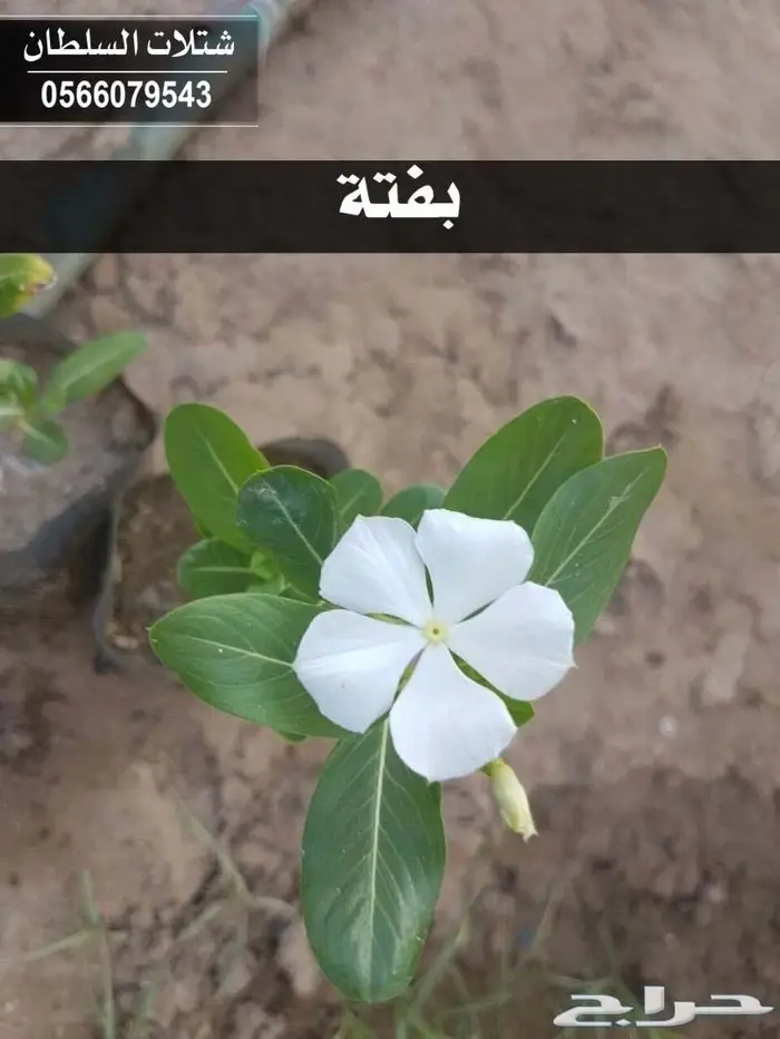 شتلات زراعيه للبيع تبدأ من ريال ونصف للشتله  25