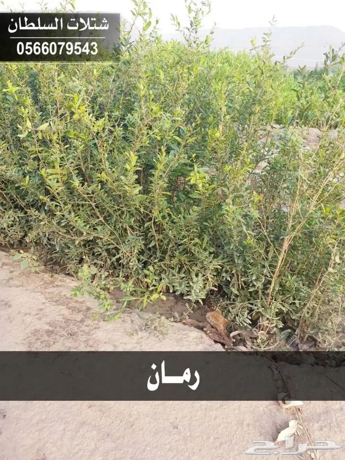 شتلات زراعيه للبيع تبدأ من ريال ونصف للشتله  46