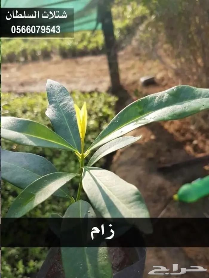 شتلات زراعيه للبيع تبدأ من ريال ونصف للشتله  49