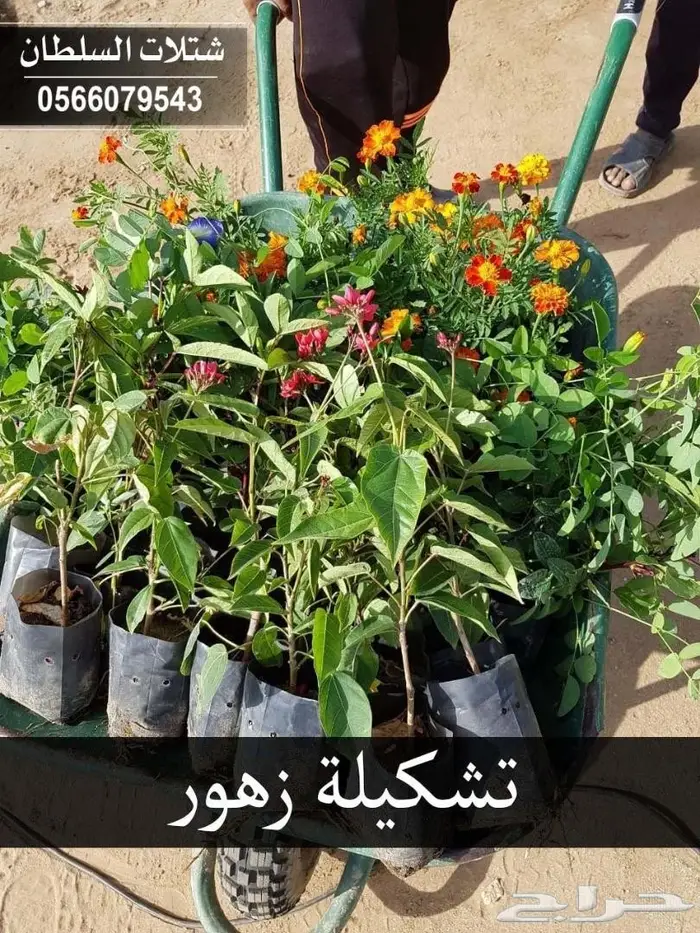 شتلات زراعيه للبيع تبدأ من ريال ونصف للشتله  50