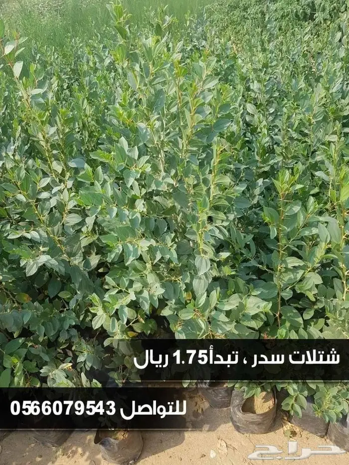 شتلات زراعيه للبيع تبدأ من ريال ونصف للشتله  52