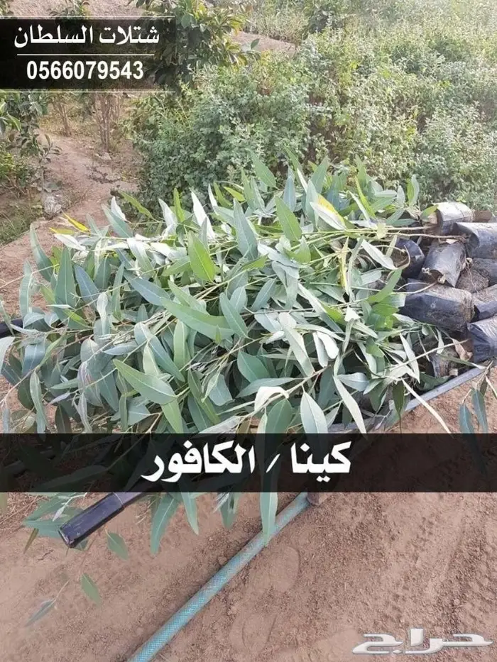 شتلات زراعيه للبيع تبدأ من ريال ونصف للشتله  65
